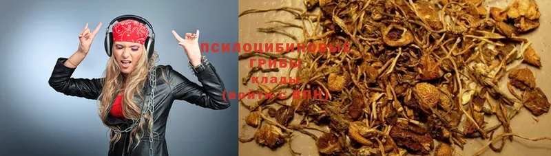 как найти наркотики  Азов  Псилоцибиновые грибы Psilocybe 